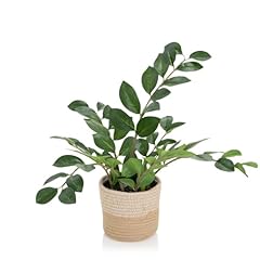 Hjh office plante d'occasion  Livré partout en France