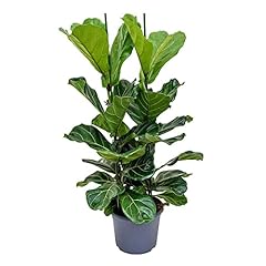 Ficus lyrata seeds for sale  Delivered anywhere in USA 