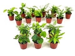 Mini fern plants for sale  Delivered anywhere in USA 