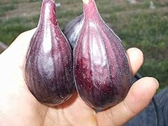 Fig cuttings black for sale  Delivered anywhere in Canada