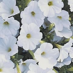 Perfect plants petunia for sale  Delivered anywhere in UK