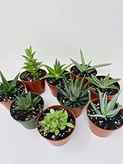 Haworthia collection plants for sale  Delivered anywhere in USA 