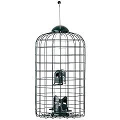 Birds squirrel bird for sale  Delivered anywhere in USA 