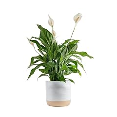 Costa farms peace for sale  Delivered anywhere in USA 