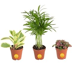 Costa farms mini for sale  Delivered anywhere in USA 