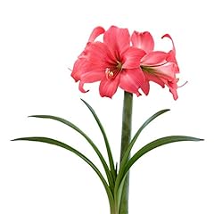 Easy grow amaryllis for sale  Delivered anywhere in USA 