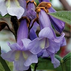 Plant seeds paulownia for sale  Delivered anywhere in Ireland