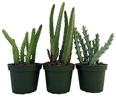 Stapelia cactus collection for sale  Delivered anywhere in USA 