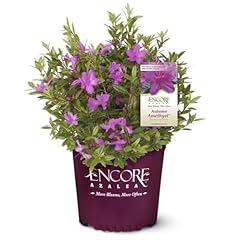 Autumn amethyst encore for sale  Delivered anywhere in USA 