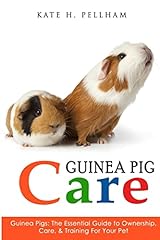 Guinea pigs essential for sale  Delivered anywhere in UK