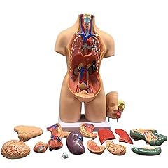 Uigjiog torso rumpf gebraucht kaufen  Wird an jeden Ort in Deutschland
