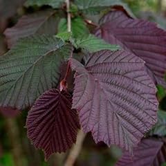 Corylus maxima purpurea d'occasion  Livré partout en Belgiqu
