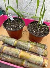 Generic sugar cane for sale  Delivered anywhere in USA 