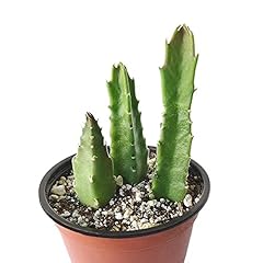Stapelia gigantea zulu for sale  Delivered anywhere in USA 