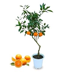 Tangerine trees live for sale  Delivered anywhere in USA 