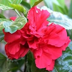 Red lucy rose for sale  Delivered anywhere in USA 