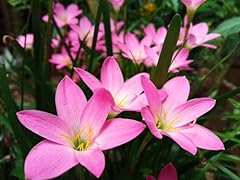 Pink rain lily for sale  Delivered anywhere in USA 