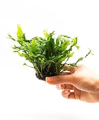 Java fern live for sale  Delivered anywhere in USA 