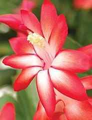 Caribbean dancer christmas for sale  Delivered anywhere in USA 
