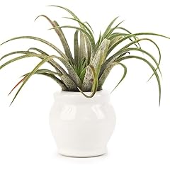 Rotund white glazed for sale  Delivered anywhere in USA 