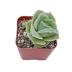 Succulent graptoveria lovely for sale  Delivered anywhere in USA 