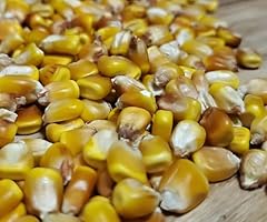 Organic seed corn for sale  Delivered anywhere in USA 