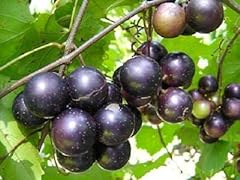 Cuttings muscadine black for sale  Delivered anywhere in USA 