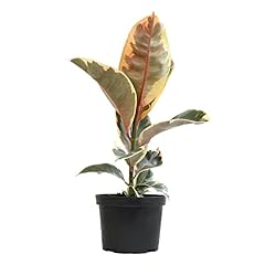 Tineke ficus tree for sale  Delivered anywhere in USA 