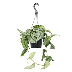 Silver satin pothos for sale  Delivered anywhere in USA 