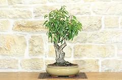 Bonsai prunus lusitanica usato  Spedito ovunque in Italia 