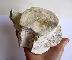 Edmontosaurus dinosaur cervica for sale  Delivered anywhere in UK