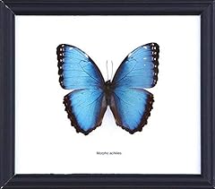 Achilles morpho butterfly for sale  Delivered anywhere in USA 