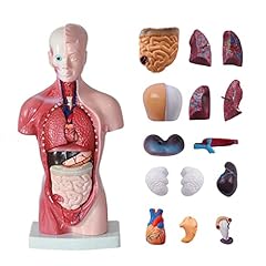 Anatomy human torso for sale  Delivered anywhere in UK