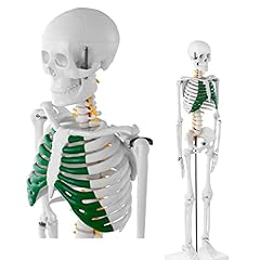 Uigjiog human skeleton for sale  Delivered anywhere in Ireland
