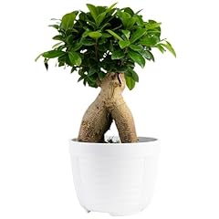 Costa farms mini for sale  Delivered anywhere in USA 