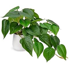 Dilatata fake plants for sale  Delivered anywhere in USA 