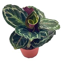 Bubbleblooms calathea medallio for sale  Delivered anywhere in USA 