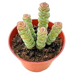 Rare succulent crassula for sale  Delivered anywhere in USA 