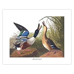 Shoveller duck art for sale  Delivered anywhere in USA 