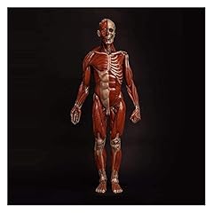 Wdsopk torso skeleton for sale  Delivered anywhere in UK
