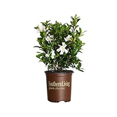 Southern living plant for sale  Delivered anywhere in USA 