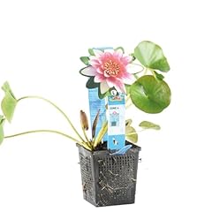 Bloomique nymphaea attraction gebraucht kaufen  Wird an jeden Ort in Deutschland