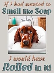 Red setter irish for sale  Delivered anywhere in UK