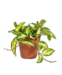 Hoya carnosa tricolor for sale  Delivered anywhere in UK