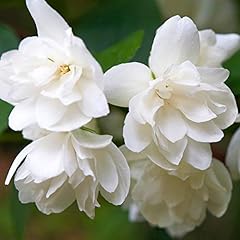 Philadelphus snowbelle deciduo for sale  Delivered anywhere in UK