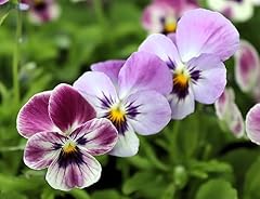 Viola plants antique for sale  Delivered anywhere in UK