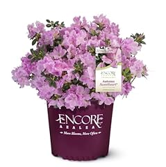 Encore azalea autumn for sale  Delivered anywhere in USA 