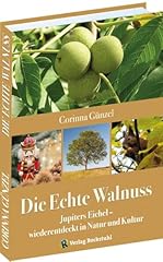 Echte walnuss jupiters gebraucht kaufen  Wird an jeden Ort in Deutschland