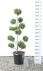 Zypresse bonsai ponpon d'occasion  Livré partout en Belgiqu