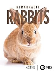 Remarkable rabbits for sale  Delivered anywhere in USA 